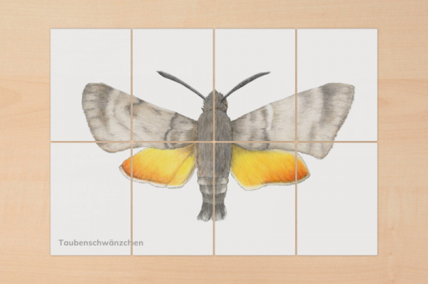 puzzle_raupe_schmetterling5