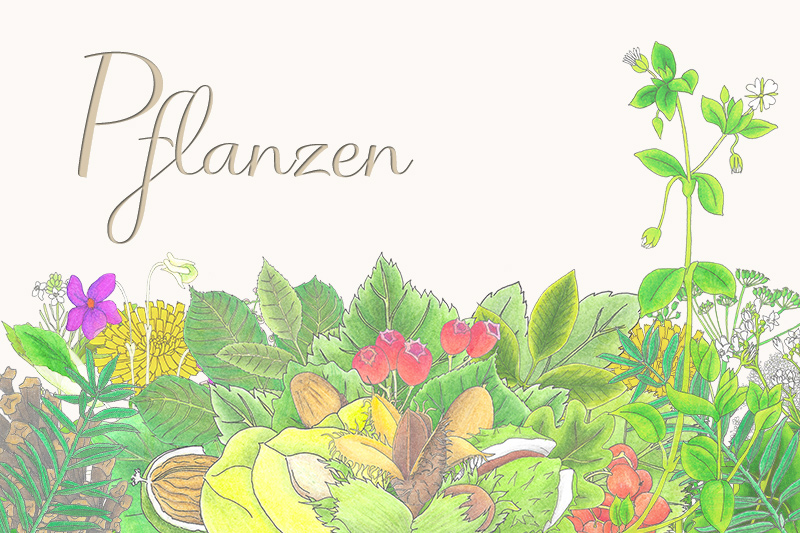 Pflanzen