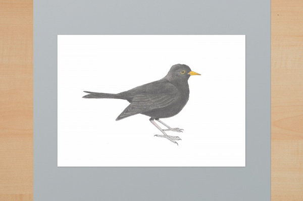 Amsel A5