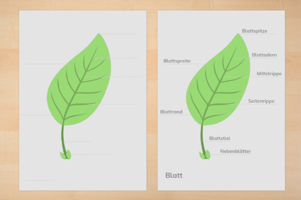 anatomie_blatt_1