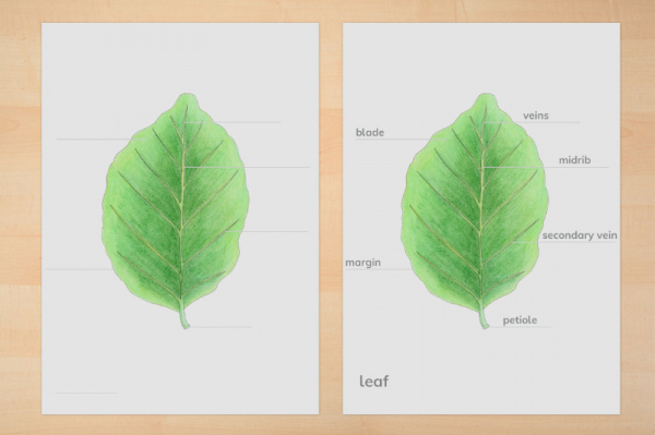 anatomie_blatt_download_1