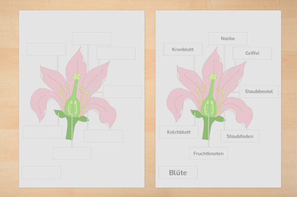 anatomie_bluete_primar_1