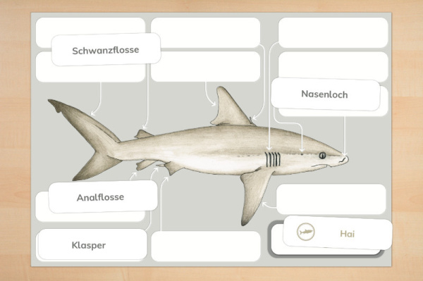 anatomie_hai_print_2