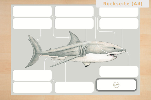 anatomie_hai_print_5