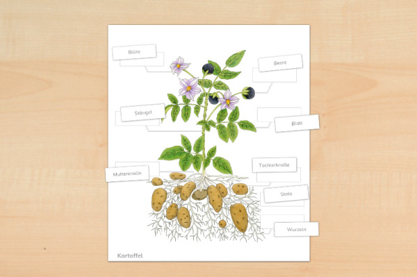 Download-Paket: Kartoffel