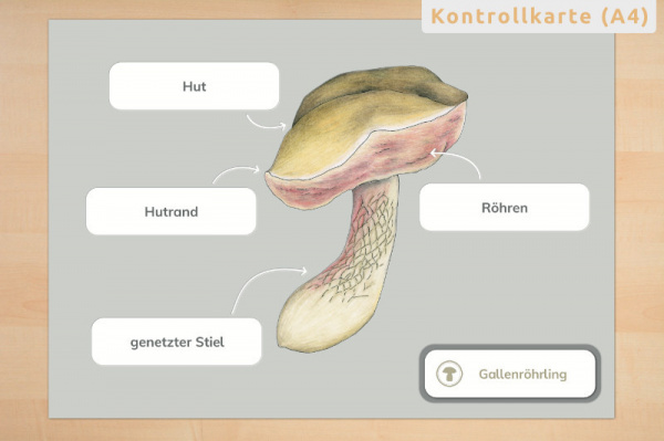 anatomie_pilze_4