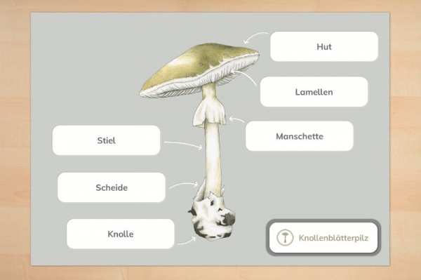 anatomie_pilze_6