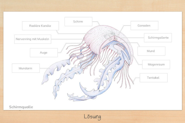 anatomie_qualle2
