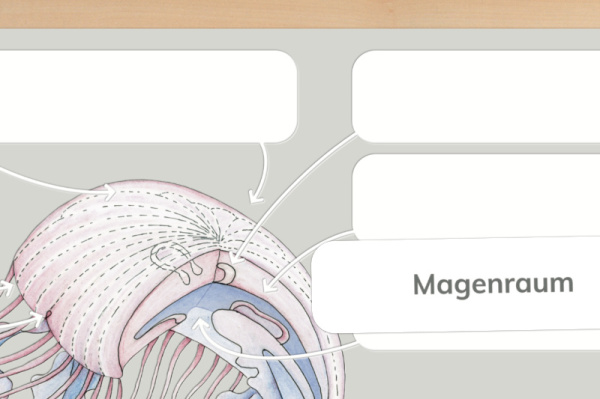 anatomie_qualle_print_1
