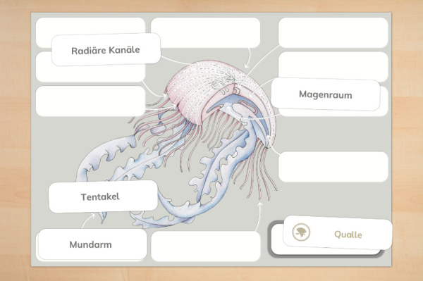 (Deutsch - Download)