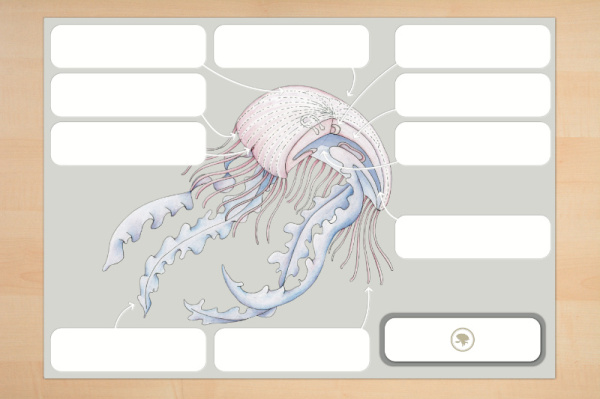 anatomie_qualle_print_3