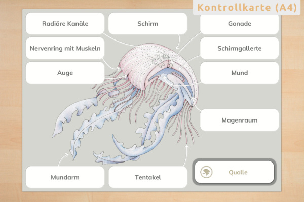anatomie_qualle_print_4