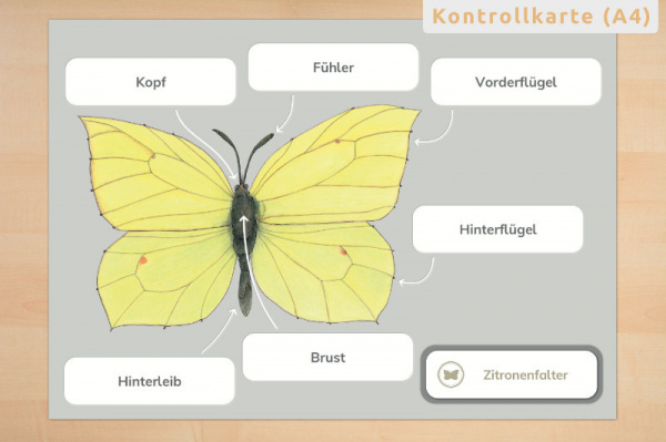 anatomie_schmetterling4