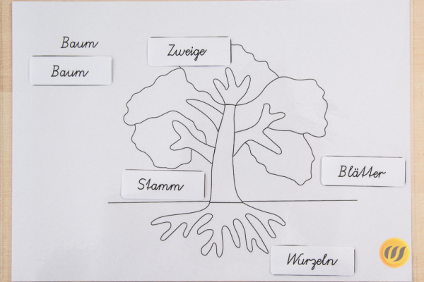 baum2
