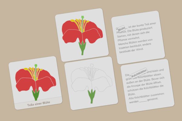 definition_bluete_primar_einfach_2