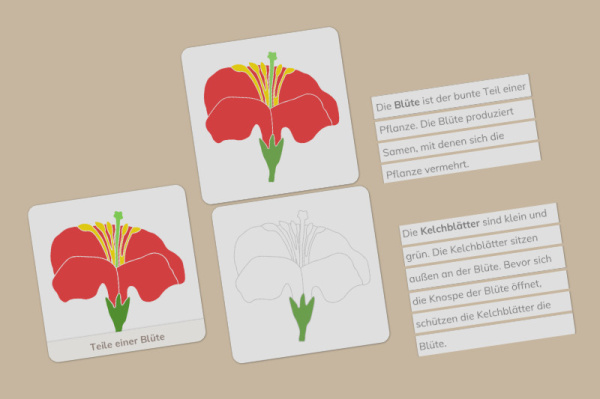 definition_bluete_primar_einfach_3