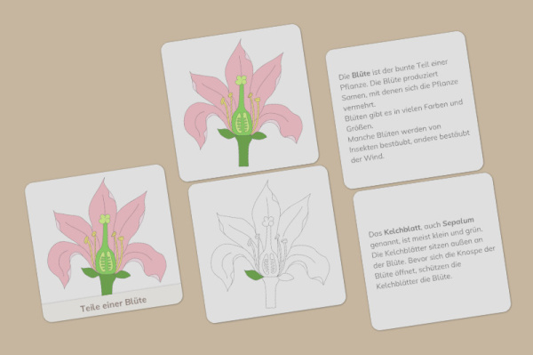 definition_bluete_primar_profi_1