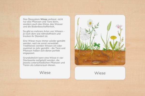 definition_wiese_1