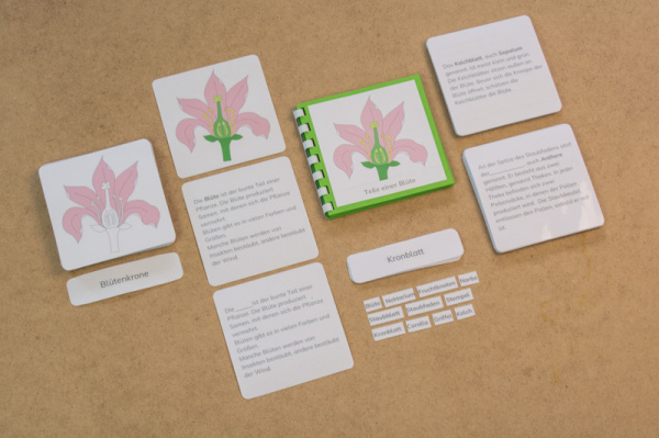 definiton_bluete_prim4