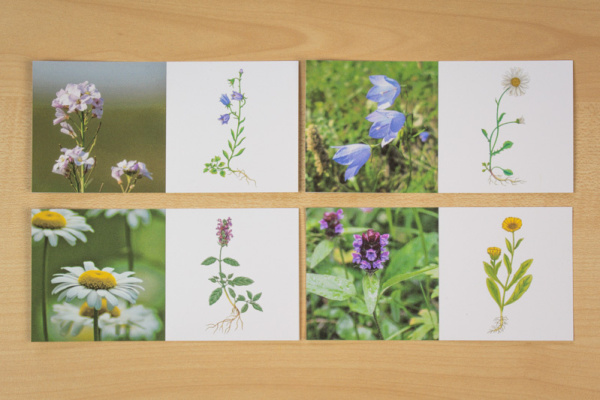 domino_wiesenblumen6