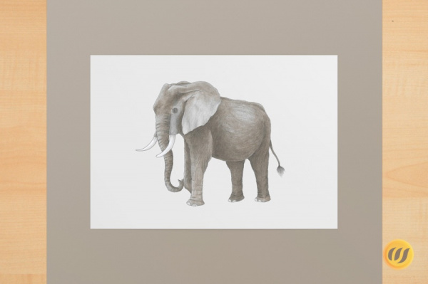 elefant