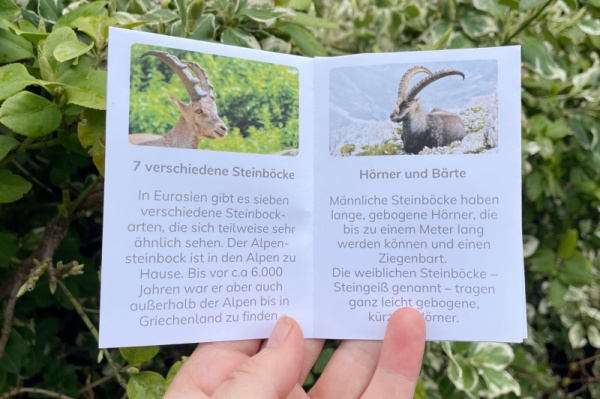 faltbuechlein_wunderwissen_alpensteinbock