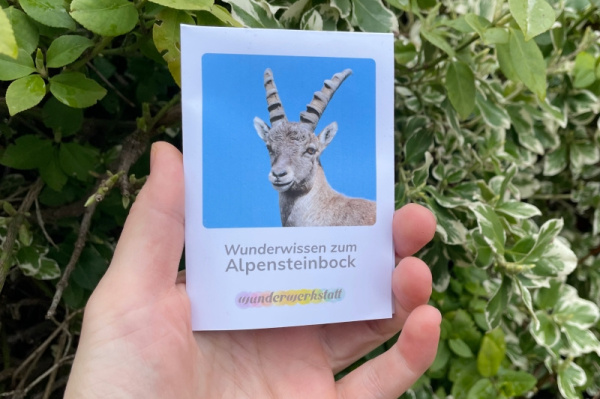 faltbuechlein_wunderwissen_alpensteinbock_titel