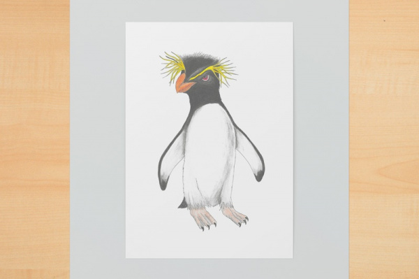 felsenpinguin1