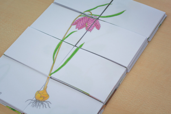 fruehblueher_puzzle3