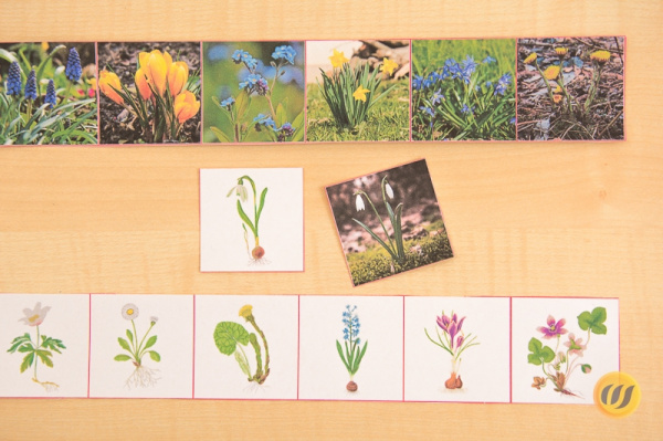 fruehlingsblumen_schneiden