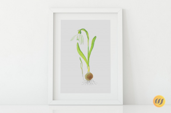 galanthus2