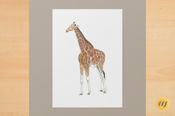 giraffe