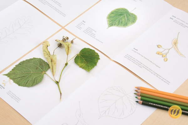 herbarium2
