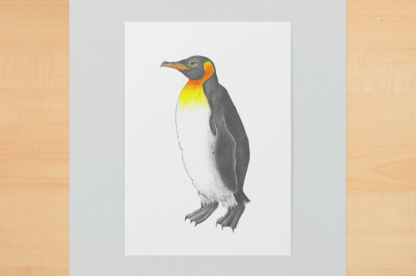 koenigspinguin1