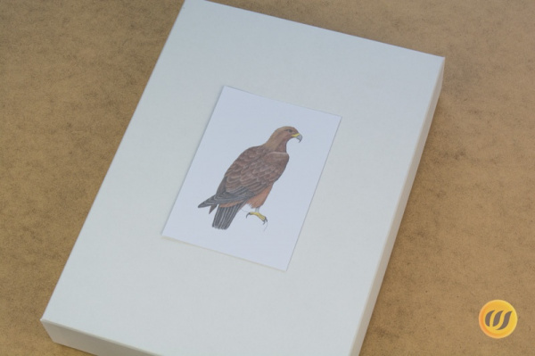 konti_europa_adler