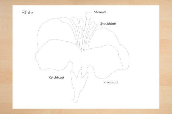 kontrollkarten_bluete_1