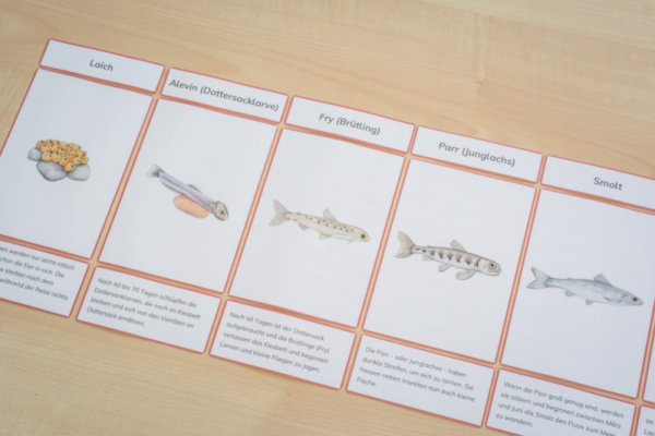 lachs_legematerial_mit4