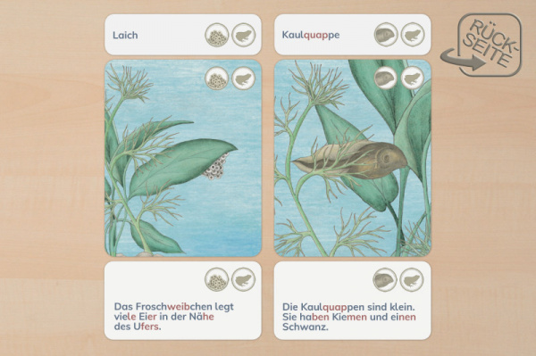 lebenszyklus_frosch_druck_2