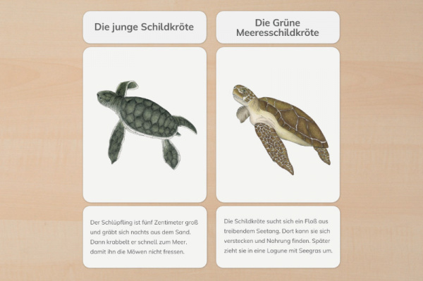 lebenszyklus_meeresschildkroete_druck2