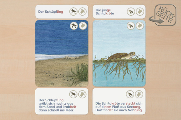 lebenszyklus_meeresschildkroete_druck3