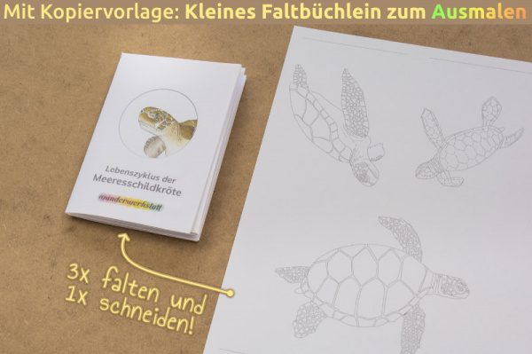 lebenszyklus_meeresschildkroete_heft