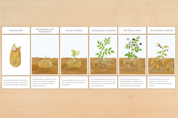 legematerial_kartoffel_download_1