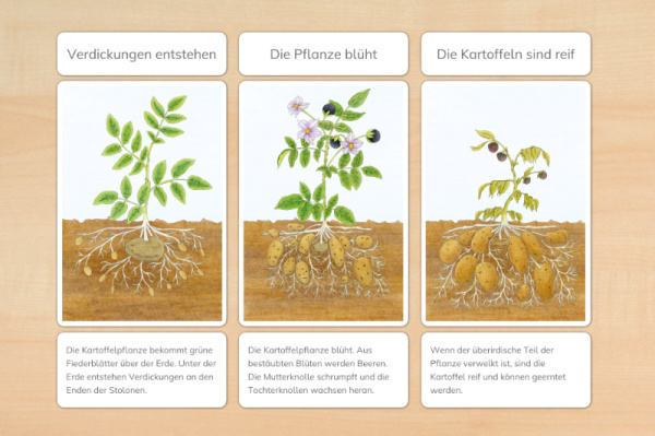 legematerial_kartoffel_download_3