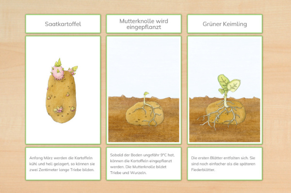 legematerial_kartoffel_rahmen_download_2