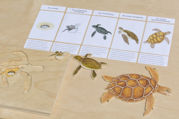 legematerial_schildkroete_10