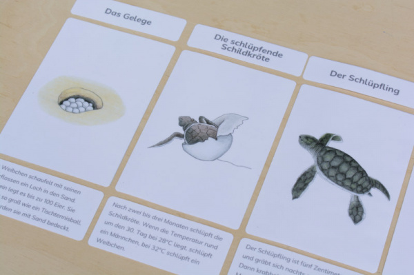 legematerial_schildkroete_4