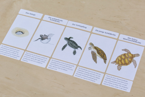 legematerial_schildkroete_6