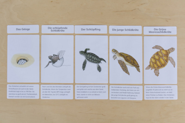 legematerial_schildkroete_7