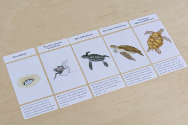 legematerial_schildkroete_8