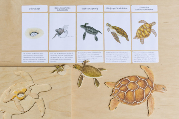 legematerial_schildkroete_9